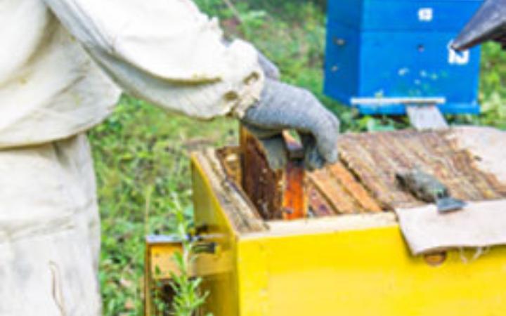 Соты мёда в руках опытного пчеловода